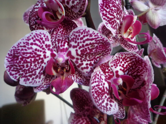 Orchids Paintings for Christmas Illustrations
